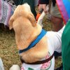 dog walk 2013-5169